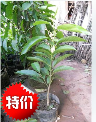 Special Offer Mian GUI grafting Magnolia 60-70 a centimeter Miao years Large favorablyin the Flower delivery/Flowers simulation/Plants gardening , Garden Plants/Trees/Fruit tree, Trees/Arbor category - from Buy2taobao.com to provide professional Taobao agent buy service