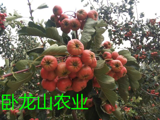 Sweet haw,Shandong Yimeng Mountain Range Fresh hawthorn Sweet red seedin the Aquatic meat/Fresh fruits and vegetables/Cooked , Fresh fruit , Other category - from Buy2taobao.com to provide professional Taobao agent buy service