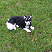 名犬白色灰色黑色哈士奇萨摩耶仿真动物模型家庭摆件宠物玩具