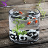 美人鱼加厚玻璃超白小鱼缸水培器皿花瓶绿萝一体桌面缸圆形大号