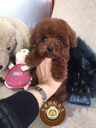 北京狗场 棕色玩具体泰迪 纯种茶杯贵宾 宠物狗狗幼犬出售
