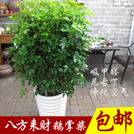 鹅掌柴