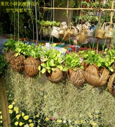空气凤梨吊兰多肉植物，盆栽办公室室内观叶，盆景重庆同城花卉绿植