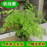 铁线蕨室内植物净化空气盆栽水培，植物吸甲醛，花草防辐射绿植花卉