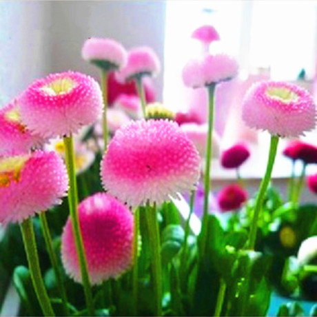 草莓雪糕雏菊