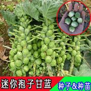 抱子甘蓝种子迷你微型孢子小甘蓝菜蔬菜种子阳台盆栽菜园菜籽四季
