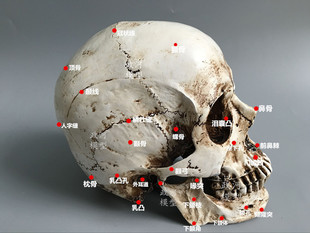 愚人节珍藏版高仿真1：1人类头骨模型 医学头骨 树脂骷髅头教具