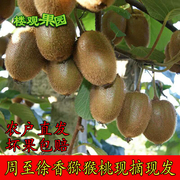 陕西省周至正宗徐香猕猴桃新鲜绿心奇异果当季孕妇儿童水果