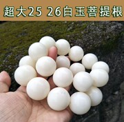 精抛天然超大号白玉菩提根手串男 18颗手持单圈菩提子25/26mm念珠