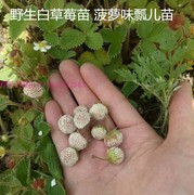 10颗苗野生草莓苗白草莓(白草莓，)苗菠萝，草莓苗地泡苗盆地栽当年结果