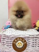 北京狗场出售茶杯球体博美幼犬，奶油白色茶杯，宠物狗活体外地包运