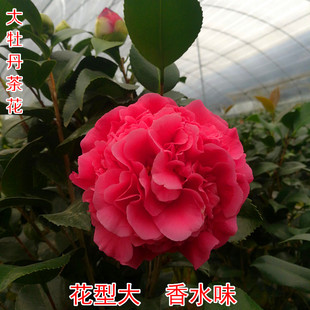 克瑞墨大牡丹茶花盆栽带香水味，花苞美国浓香巨型山茶花卉植物庭院