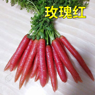 红色胡萝卜种子紫色水果萝卜大全籽种罗卜蔬菜种籽孑子红胡罗卜种