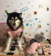 大小狗同款简约公主裙宠物夏装贵宾泰迪衣服阿拉裙子大狗裙子