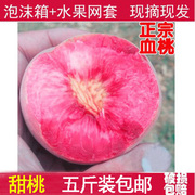 血桃猪血红肉桃子，时令孕妇新鲜水果当季5斤水蜜桃脆桃