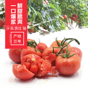 兰考现摘5斤净重沙瓤自然熟西红柿 新鲜普罗旺斯番茄粉柿子