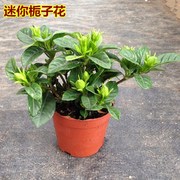 迷你栀子花香盆栽四季花苗，绿色开花植物，阳台花卉室内客厅盆景