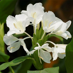 姜花野姜花白香水花很香的花耐阴植物好养香雪兰球根花卉种子懒人