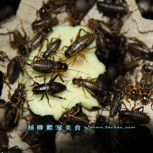 活体黑蟋蟀蟋蟀活体大号蟋蟀，油葫芦蟋蟀活体饲料1.5cm~3cm