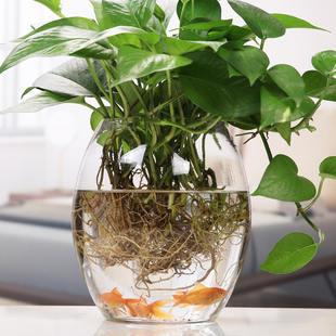 水培植物玻璃瓶花盆，绿萝透明花瓶鱼缸，水培玻璃水养植物容器