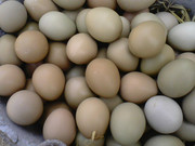新鲜野鸡蛋30枚 散养