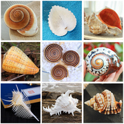 天然海螺贝壳鱼缸造景，地中海装饰摆件螺壳，标本婚庆地台道具墙饰