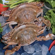 新鲜冰鲜鲜活野生梭子蟹冷冻速冻海蟹螃蟹海鲜礼盒海鲜大搭配