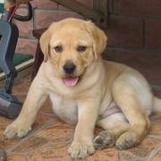 赛级拉布拉多犬幼犬纯种活体，狗狗宠物犬奶白奶黄大骨量高品质