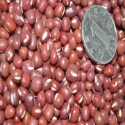 红小豆农家自产豆类杂粮，250g新鲜小赤豆，粗粮煮粥红小豆