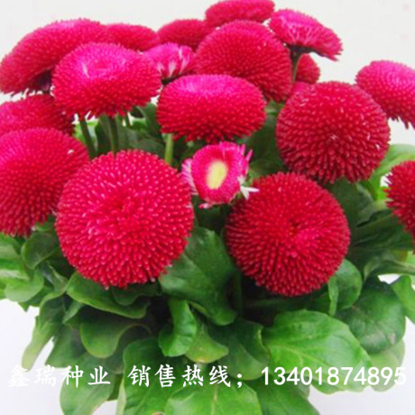 草莓雪糕雏菊
