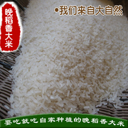 爱橙山庄晚稻，自家种植大米农家米秋米南方大米