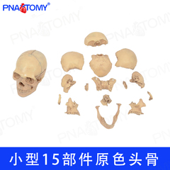 PNATOMY 头部骨骼拼装骷髅模型人头骨模型原色可拆15部件颅骨