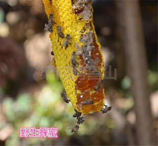 樱花冬蜜深山野生蜂蜜丛林树洞百花蜜野生土蜂蜜500克装