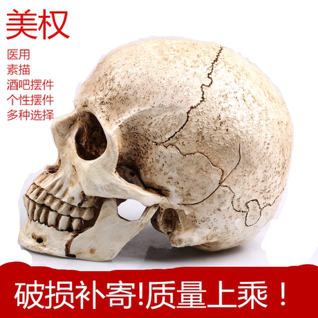骷髅头骨模型