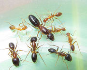 拟光腹弓背蚁 大蚂蚁宠物蚂蚁活体漂亮的大蚂蚁新手蚂蚁 生日礼物