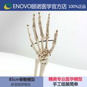 精美的手骨设计，精细的展现了手骨的各个小骨骼，标准的骨白色~！手指骨可
