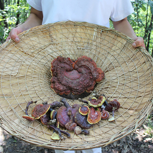 神农架深山自采野生灵芝，整枝特级林芝菌，野生250g天然绿色