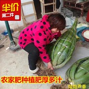 库拉索大芦荟盆栽美容院美容灌肤面膜胶粘稠多肉，鲜活植物吸甲醛