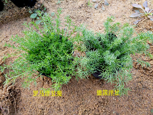 罗马洋甘菊 德国洋甘菊盆栽 香草花卉小盆栽苗 香草苗 大棚