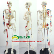 人体骨架模型ENOVO颐诺医学用85CM骨骼神经肌肉起止瑜伽教学脊柱