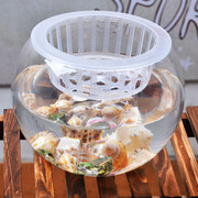 客厅圆球树养植物玻璃花瓶透明绿萝水培花盆特大号加厚鱼缸器皿