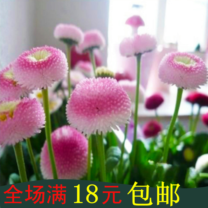 花卉法国香水图片 最新排行榜前10名_用户35