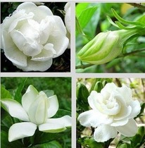 盆栽花卉植物 庭院绿化 小叶栀子花 香味浓不刺鼻带花发货 价格:8.00