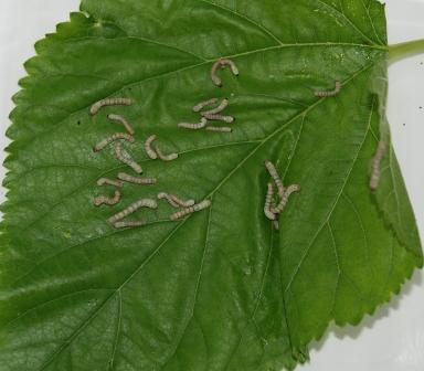 蚕宝宝活宝贝信息图片_蚕宝宝活 - 学弟尼好