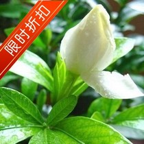 芳香花卉 香味传千里 栀子花 盆栽花苗室内外净化空气 栀子花开! 价格:10.08