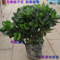 耐寒栀子花净化空气花卉植物盆栽 四季常青 香味浓 适合室内摆放 价格:65.00