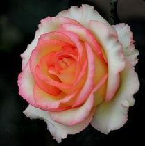 关于做好教学札记建立教学档案的学年毕业论文范文