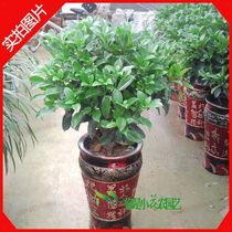 淘宝聚划算购物非洲古和堂 非洲黑檀木佛珠手