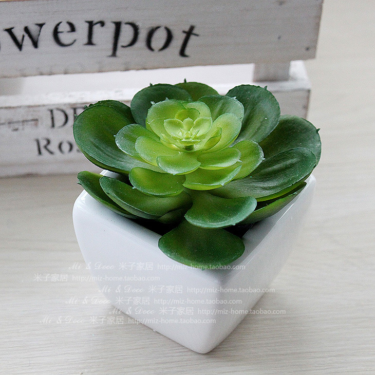 【100种常见多肉植物图鉴】 + 多肉植物常见问