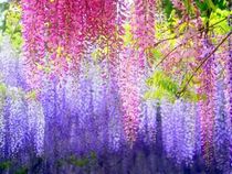 攀爬植物 攀援花卉 紫藤苗/多花紫藤花苗 <em>紫花</em>紫